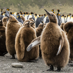 bing-brown-penguins