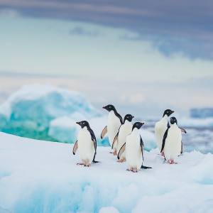 bing-penguins